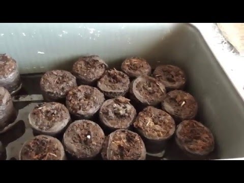 Посев семян в торфяные таблетки
