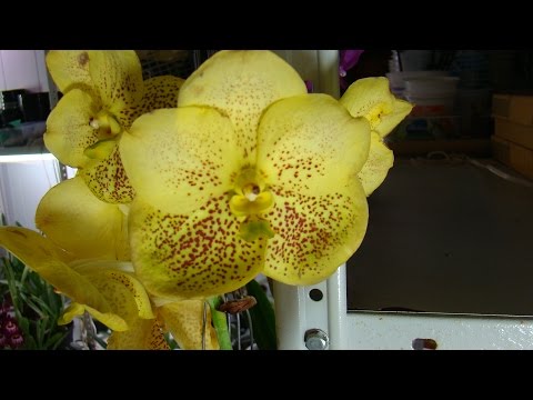 Орхидея Ванда - 1.Уход и полив. Фалинопсис, Мильтония, Дендробиум, Камбрия, Цимбидиум, Пафиопедилум.