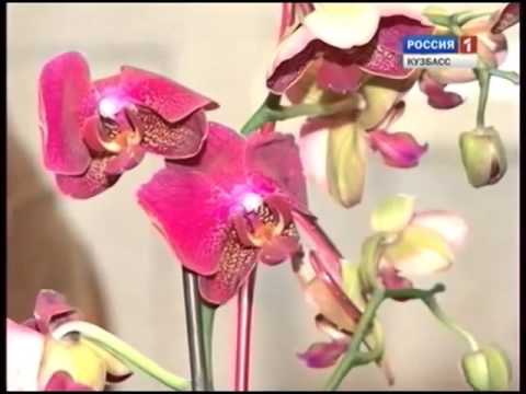 Орхидея: уход в домашних условиях. Как поливать орхидею?