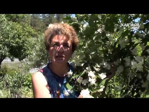 Неприхотливые растения для сада Как размножать чубушник, или садовый жасмин