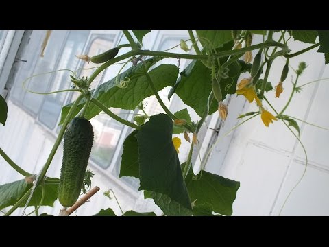 Как вырастить огурцы на балконе или подоконнике Growing Cucumbers from seed start to finish