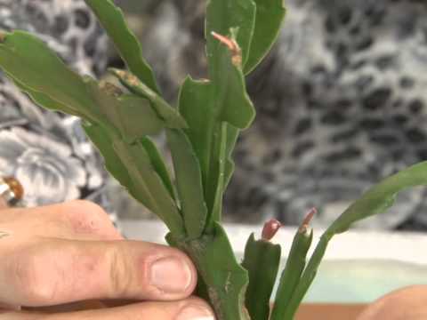 декабрист - лесной кактус