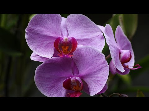 Как правильно поливать орхидею Дендробиум?