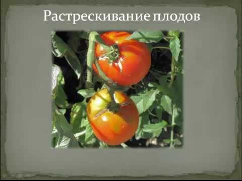 Болезни и вредители томатов (помидор)