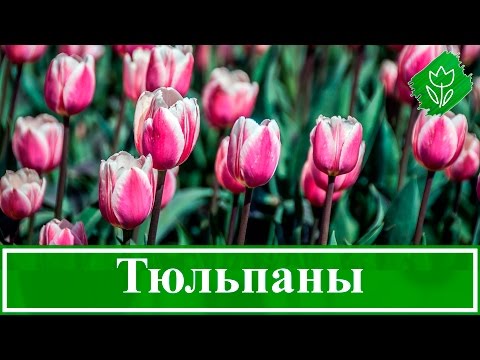 Выращивание тюльпанов – посадка и уход в саду