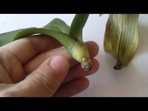 Реанимация орхидеи.Орхидея растет без корней. Часть 3. Через месяц