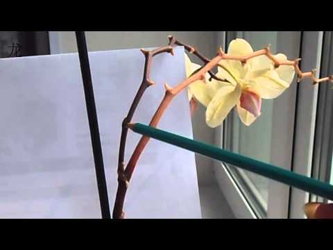 Уход за орхидей, Phalaenopsis отцвел,обрезаем цветонос