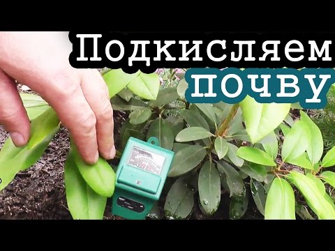 ПОДКИСЛЯЕМ почву ЛИМОННОЙ КИСЛОТОЙ / На примере рододендрона