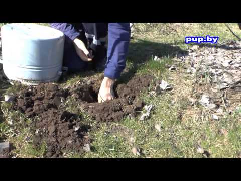 Как избавиться от кротов в саду, на огороде How to get rid of moles in the garden and the garden