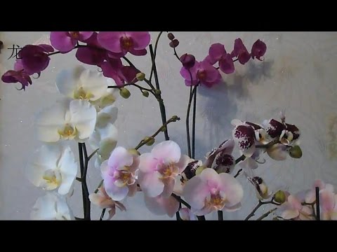 Орхидея Phalaenopsis: уход после покупки.