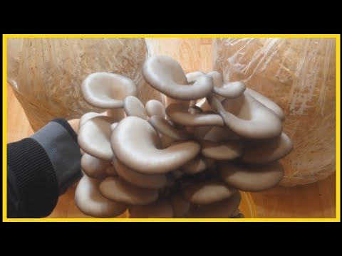 Супер способ выращивания грибов в домашних условиях