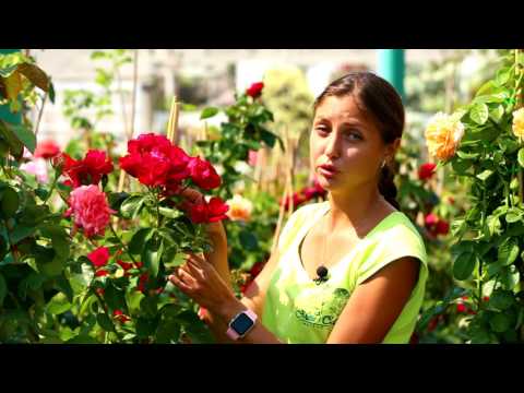 Лучшие сорта плетистых роз. МОЙ САД на канале Дача.