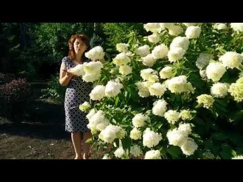 Гортензии в саду. Гортензия метельчатая &quot;Grandiflora&quot;(обрезка и уход).