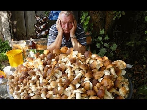 Как вырастить много белых грибов на своем участке (август)