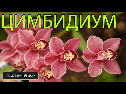 Орхидея Цимбидиум уход в домашних условиях / как ухаживать за орхидеей?