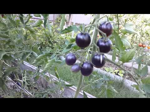 Черные томаты ( Black tomatoes )