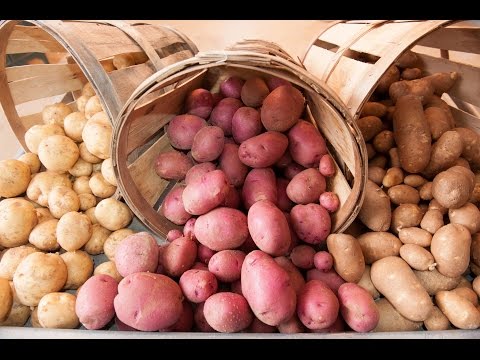 24.Картофель Выбираем сорта картофеля