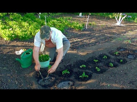 Посадка рассады помидор в открытый грунт