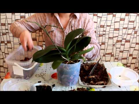 Как пересадить орхидею (Falenopsis)
