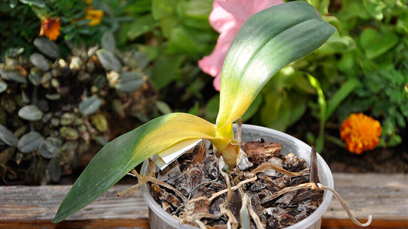 болезни орхидей фаленопсис и их лечение