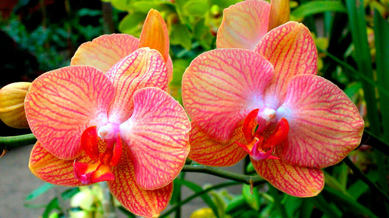 как правильно поливать орхидею фаленопсис