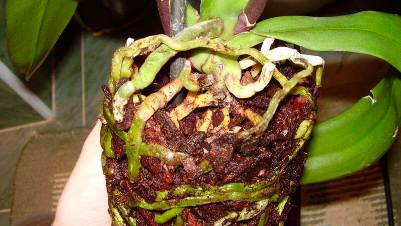 пересадка орхидеи фаленопсис в домашних условиях