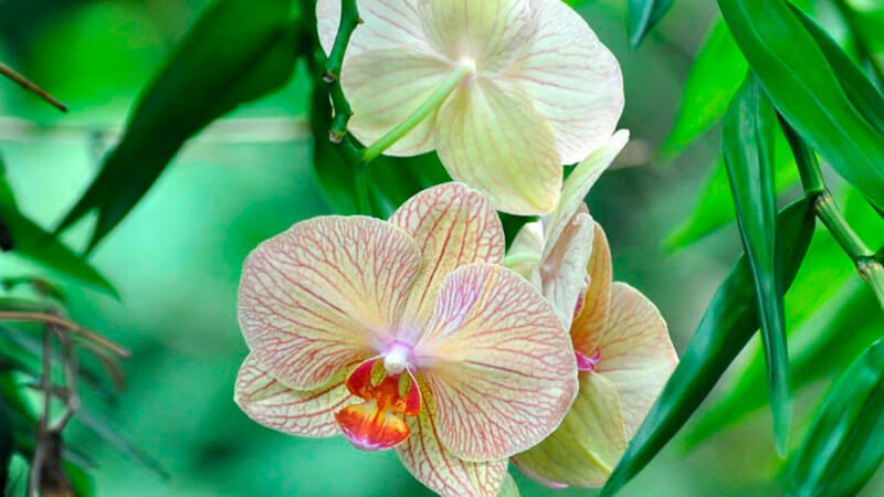 удобрения для орхидеи фаленопсис