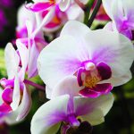 Как ухаживать за орхидеей в домашних условиях?