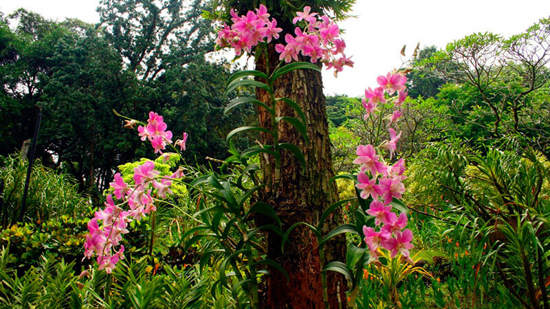 где растет орхидея в природе