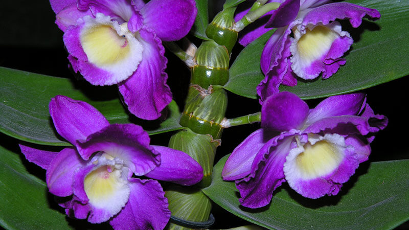 как ухаживать за орхидеей дендробиум