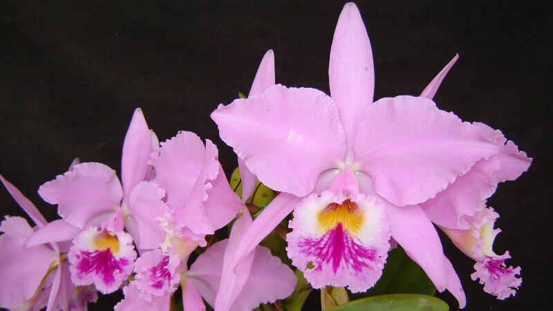 как ухаживать за орхидеей каттлея