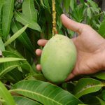 Как посадить манго в домашних условиях? миниатюра