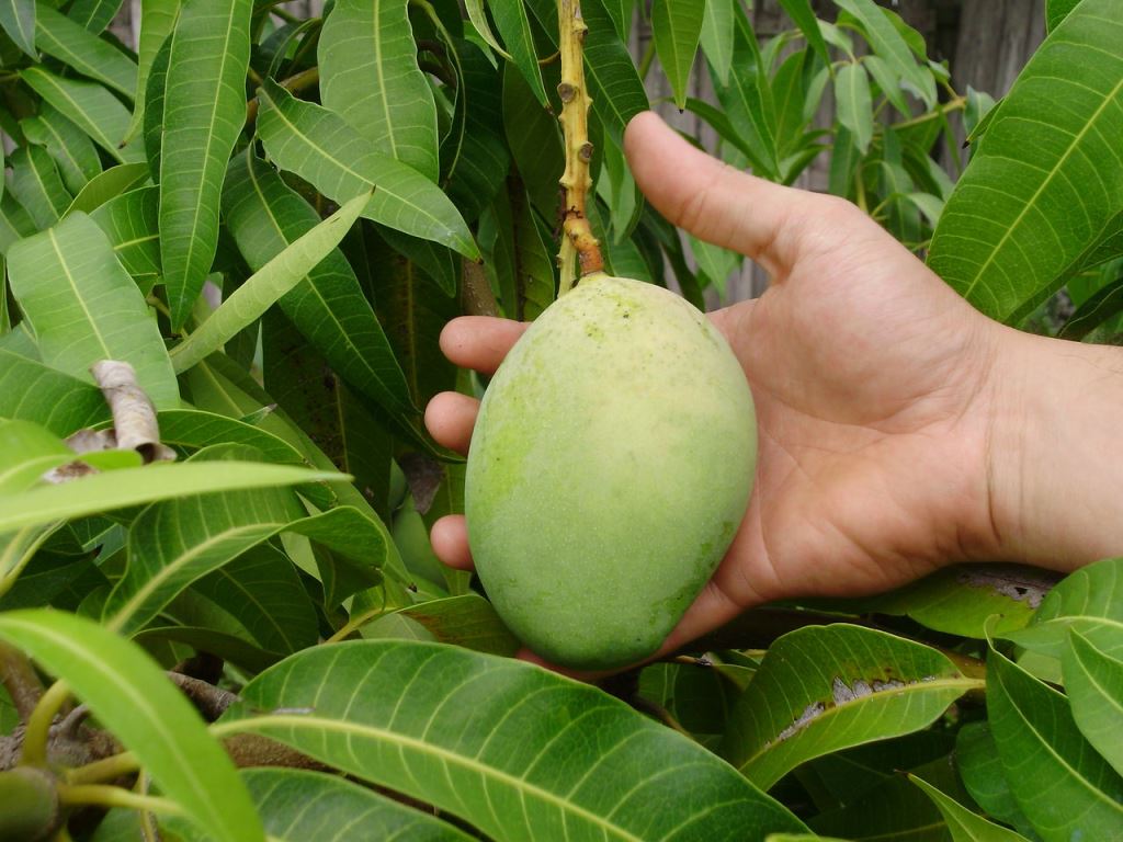 Методы защиты манго от неблагоприятных погодных условий