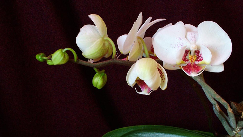 цветонос у орхидеи