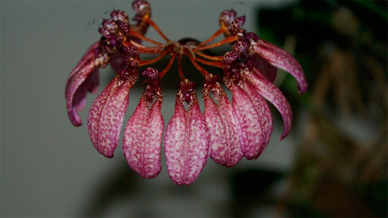 уход за орхидеей бульбофиллум