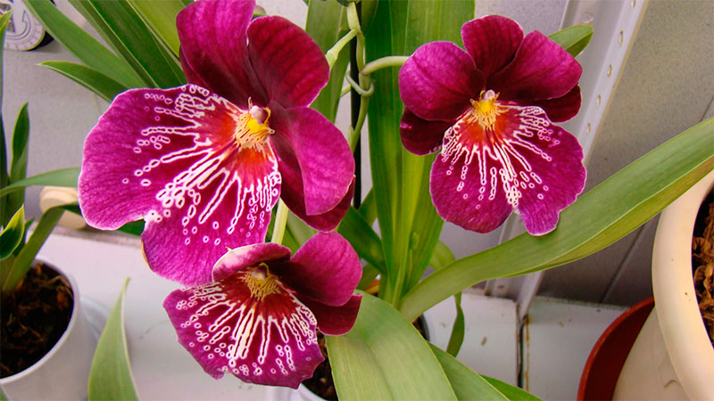 уход за орхидеей мильтония