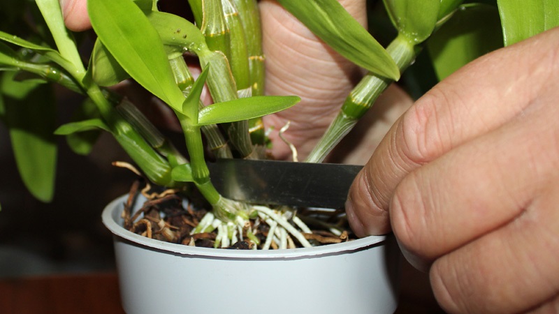 детки орхидеи дендробиум нобеле