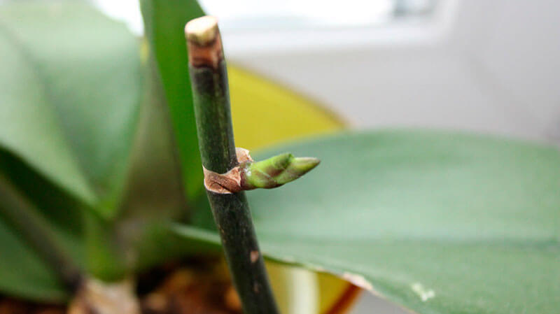 как обрезать орхидею после цветения