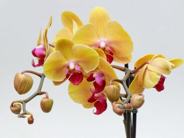 Уход за орхидеей до и после цветения.