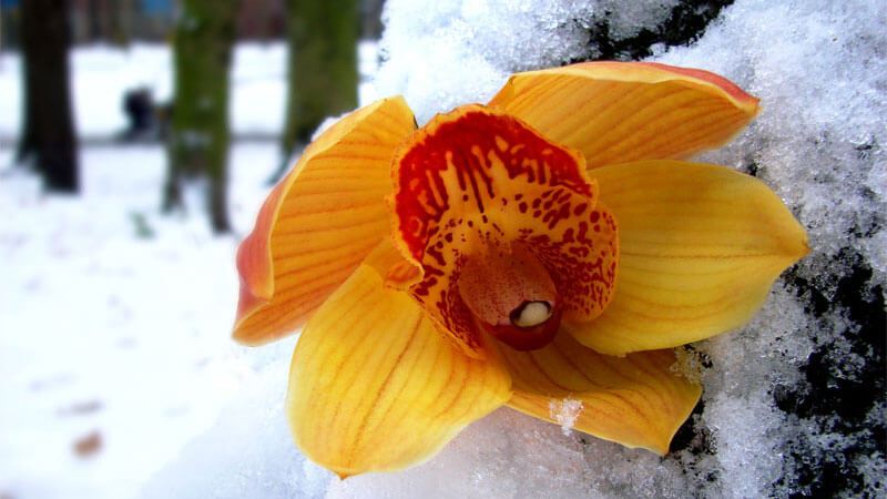 орхидея зимой
