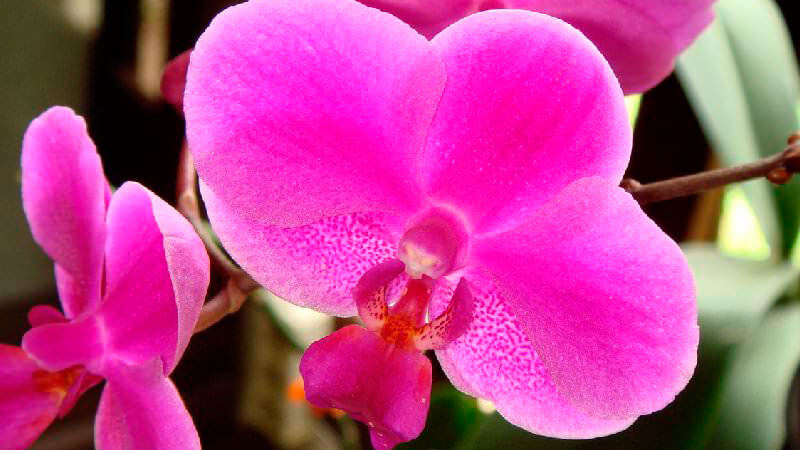 почему не цветет орхидея что делать