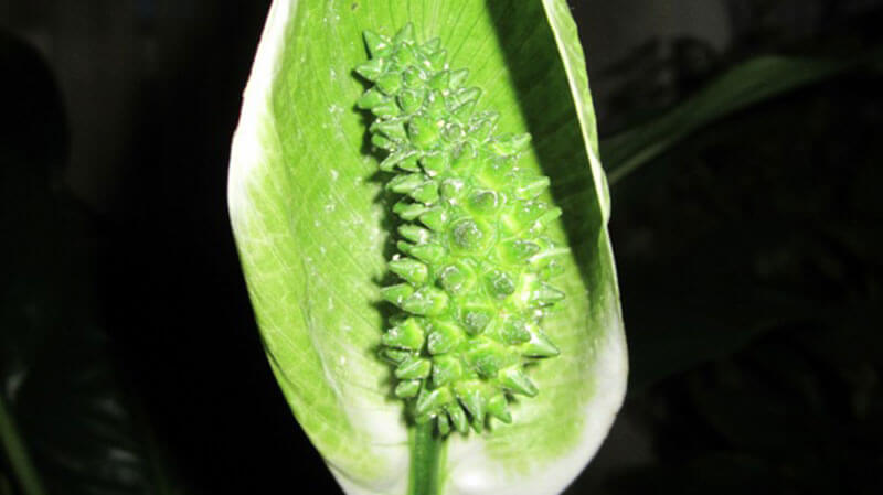 зеленый цветок у спатифиллума