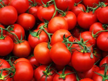 Лучшие сорта томатов: разновидности и характеристики.