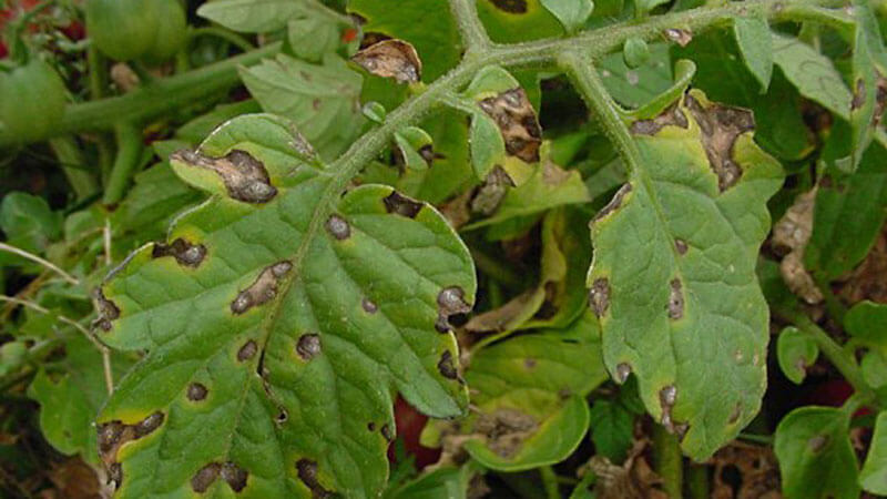 фитофтороз томатов на листьях