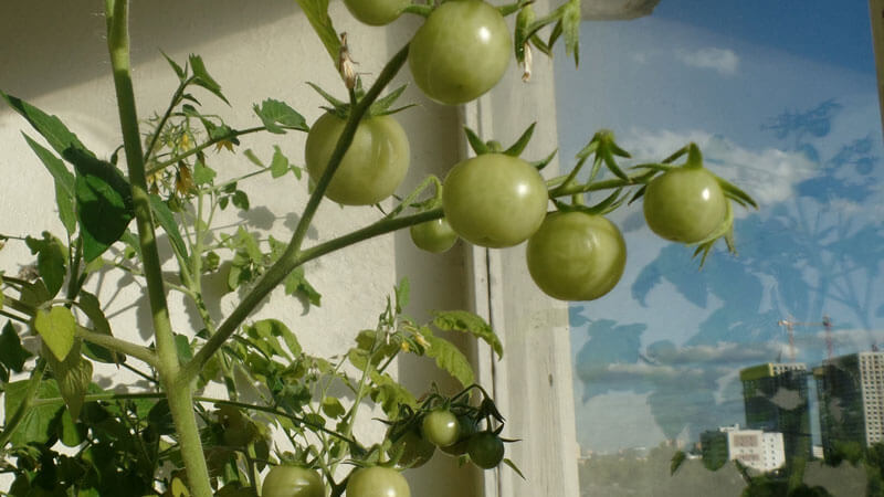 как вырастить помидоры на подоконнике