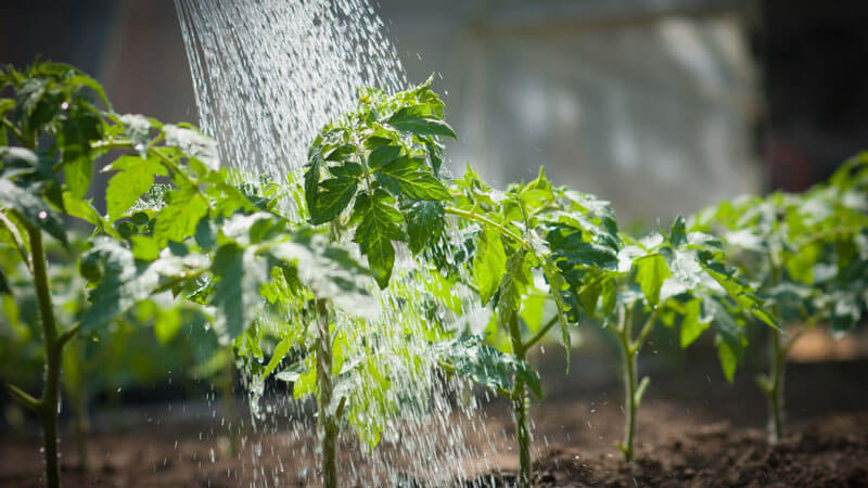 технология выращивания томатов в теплице