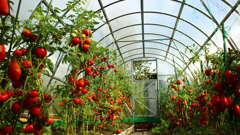 томаты в теплице