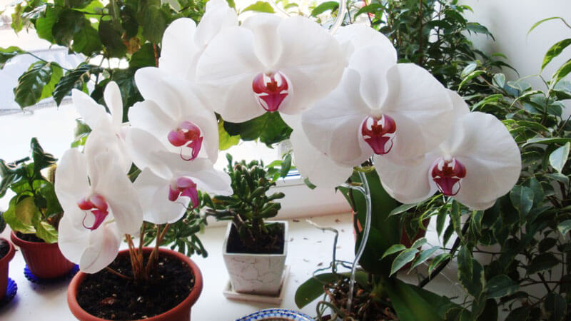 как правильно пересадить орхидею в домашних условиях