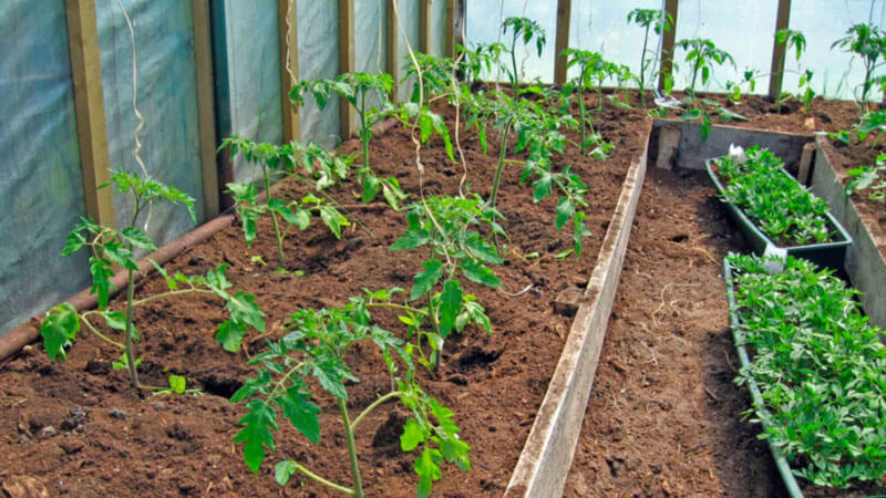 семена томатов для теплицы из поликарбоната