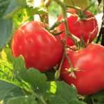 Выращивание томатов в теплице и открытом грунте. миниатюра